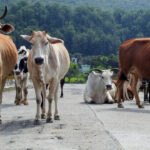 Animal shelters to cost 7,000 crore, can’t build them, NHAI tells SC