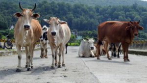 Animal shelters to cost 7,000 crore, can’t build them, NHAI tells SC