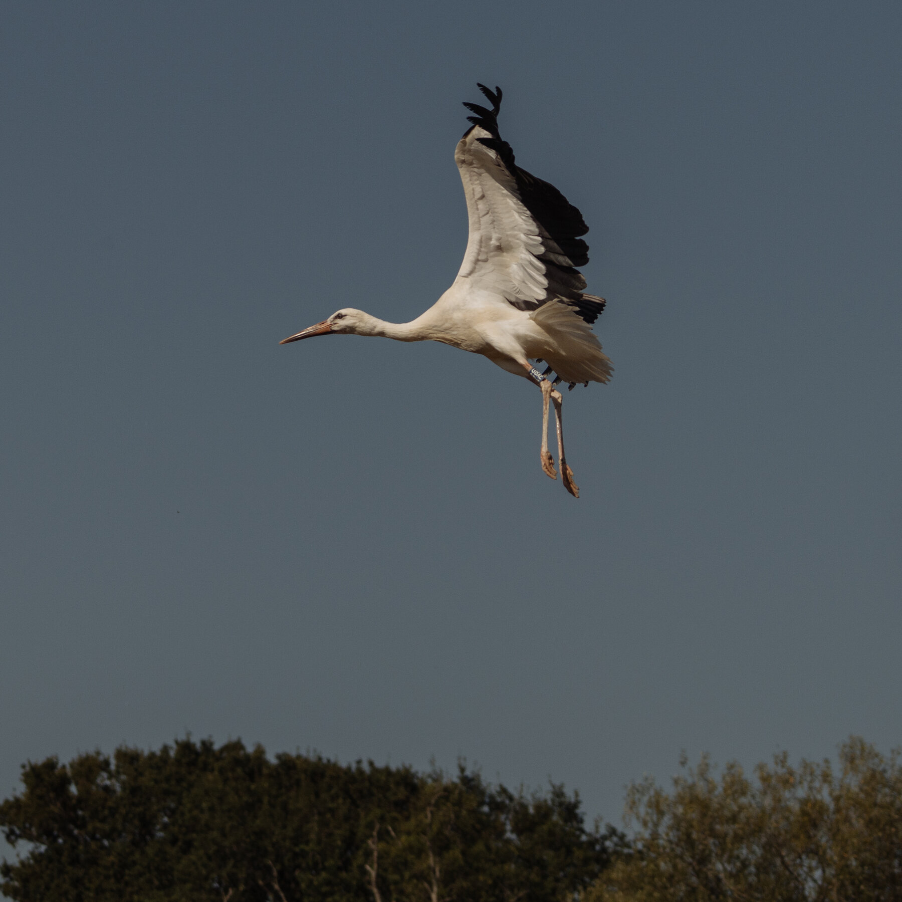Does the Stork’s Return to Britain Restore History or Rewrite It?