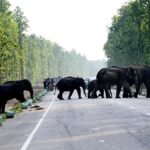 Elephants facing anthropogenic hazards in Assam