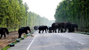 Elephants facing anthropogenic hazards in Assam