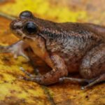 Mizoram yields two new-to-science frog species, one hiding in plain sight