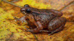 Mizoram yields two new-to-science frog species, one hiding in plain sight