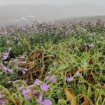 Illegal trekking, ‘hidden spot’ tourism raise alarm in Karnataka’s Western Ghats