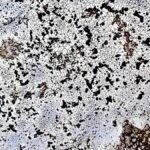 New lichen species discovered in Keralam’s Mathikettan Shola National Park