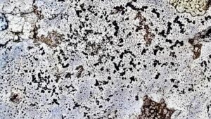 New lichen species discovered in Keralam’s Mathikettan Shola National Park