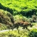 Tiger sighted in Munnar tea plantation amid cattle attack concerns