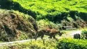 Tiger sighted in Munnar tea plantation amid cattle attack concerns