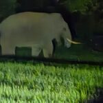 Wild elephants cause scare in Belagavi district, villagers complain of damage to crops