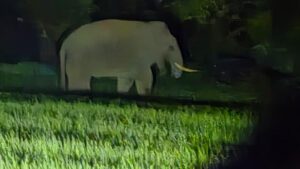 Wild elephants cause scare in Belagavi district, villagers complain of damage to crops