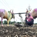 53 more taluks to be added to drought-affected list in Karnataka, taking total to 177