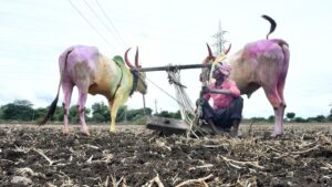 53 more taluks to be added to drought-affected list in Karnataka, taking total to 177
