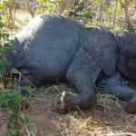 Wild elephant electrocuted in Chittoor district; Pawan Kalyan orders inquiry