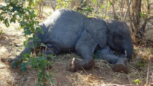 Wild elephant electrocuted in Chittoor district; Pawan Kalyan orders inquiry