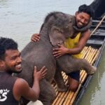 Elephant calf swept away in Teesta rescued by fishermen, reunited with mother