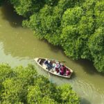 NHAI, Forest Department efforts provide Pichavaram another 25 hectares of mangroves