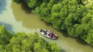 NHAI, Forest Department efforts provide Pichavaram another 25 hectares of mangroves