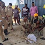 Crocodile rescued, safely released at Tamil Nadu’s Kallanai
