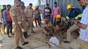 Crocodile rescued, safely released at Tamil Nadu’s Kallanai