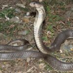 Researchers document first human deaths by Caspian cobra in India