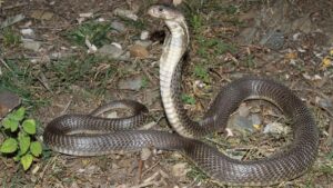 Researchers document first human deaths by Caspian cobra in India