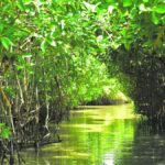 How valuable are mangroves? Study on Pichavaram ecosystem pegs it at ₹2,485.38 crore