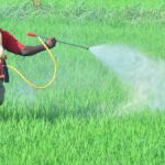 Vegetables from Telangana are not accepted due to rampant use of chemicals and fertilisers: Agriculture Minister