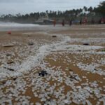 Study on Keralam ELSA-3 shipwreck shows persistent nurdle pollution, evolving ecological impacts