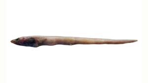 New eel species described from Arabian Sea, named after CMFRI
