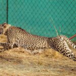 Namibian cheetah dies in M.P.’s Kuno National Park during treatment
