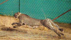 Namibian cheetah dies in M.P.’s Kuno National Park during treatment