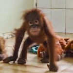 Rescued baby orangutans get health check-up after one develops fever
