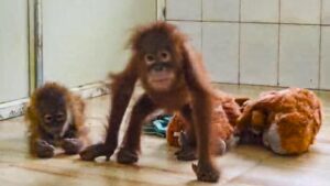 Rescued baby orangutans get health check-up after one develops fever
