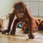 Odisha forms technical panel for care of five rescued orangutans