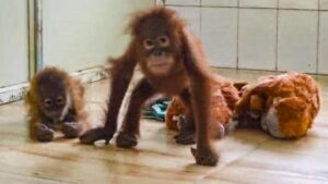 Odisha forms technical panel for care of five rescued orangutans