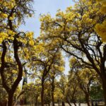 Over 70 tree species among 1,128 marked for felling for Hebbal tunnel project
