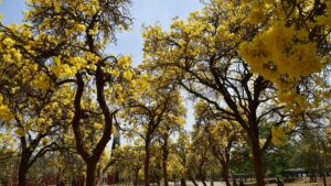 Over 70 tree species among 1,128 marked for felling for Hebbal tunnel project