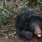 Sloth bear trapped in oil palm fence rescued in Andhra’s Kakinada district, sent to Visakhapatnam zoo