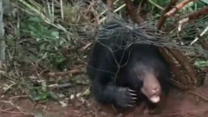 Sloth bear trapped in oil palm fence rescued in Andhra’s Kakinada district, sent to Visakhapatnam zoo