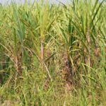Sugarcane turned bitter for thousands of farmers in North Andhra districts