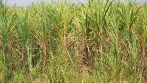 Sugarcane turned bitter for thousands of farmers in North Andhra districts