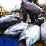 Tuna caught along Indian coast safe to consume, says CMFRI