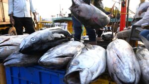 Tuna caught along Indian coast safe to consume, says CMFRI