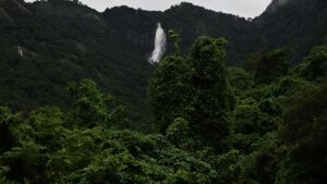 ESA protests driven by ‘hidden agenda’, allege environmental groups