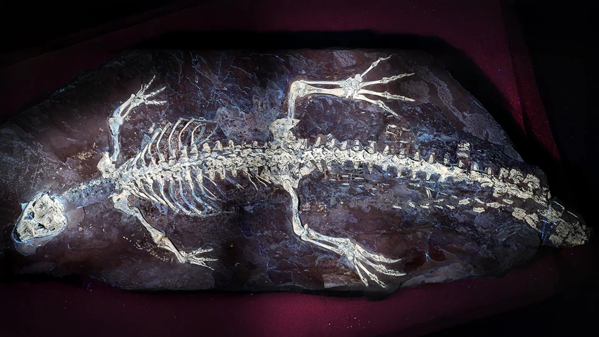 UV light reveals possible camouflage on a 125-million-year-old crocodile