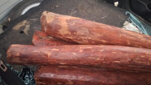 Police seized 350 kg of red sanders in Tiruvannamalai
