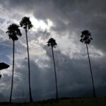Wayanad monsoon crisis: rainfall deficit hits 37% amid El Niño impact