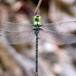 Spoon-tailed duskhawker: Arunachal find enriches India’s dragonfly list