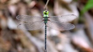 Spoon-tailed duskhawker: Arunachal find enriches India’s dragonfly list