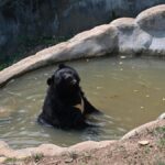 Debate rages over plan to shift Thiruvananthapuram zoo in Keralam
